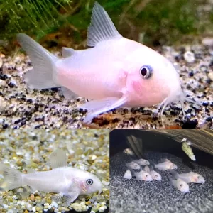 Snow White Panda Cory 2.5 cm