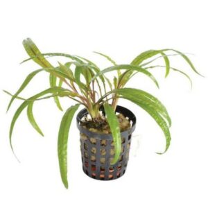 Cryptocoryne balansae 5cm pot