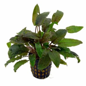 Cryptocoryne beckettii 5cm pot