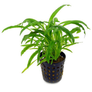 Cryptocoryne costata 5cm pot