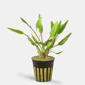 Cryptocoryne lutea 5cm pot