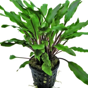 Cryptocoryne mix 5cm pot