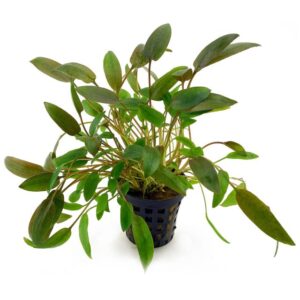 Cryptocoryne mix – Brown 5cm pot