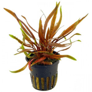 Cryptocoryne mix – Red 5cm pot