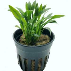 Cryptocoryne nevellii 5cm pot