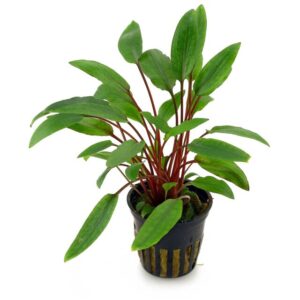 Cryptocoryne petchii 5cm pot