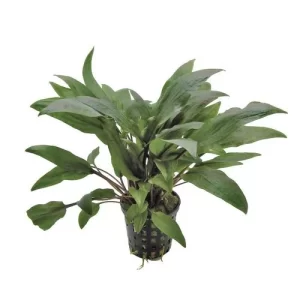 Cryptocoryne undulatus 5cm pot
