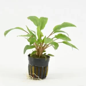 Cryptocoryne walkerii 5cm pot