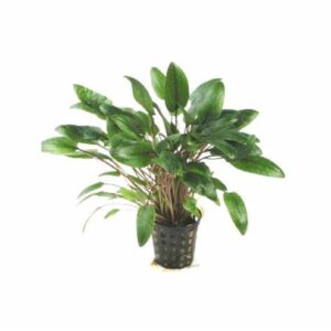 Cryptocoryne wendtii 5cm pot
