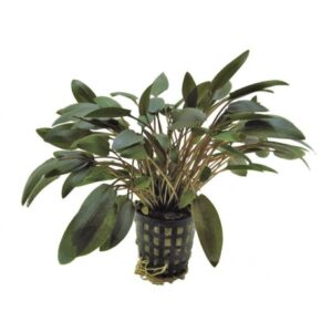 Cryptocoryne wendtii – Brown 5cm pot
