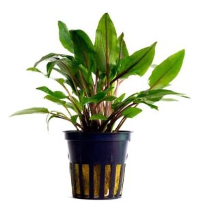 Cryptocoryne wendtii – Green 5cm pot