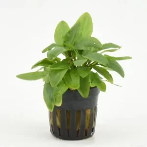 Cryptocoryne willissii 5cm pot