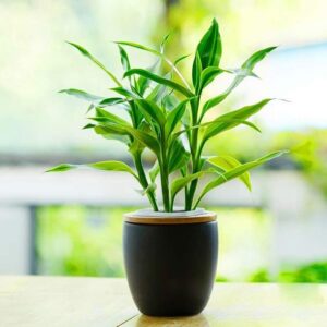 Dracaena sandriana 5cm pot