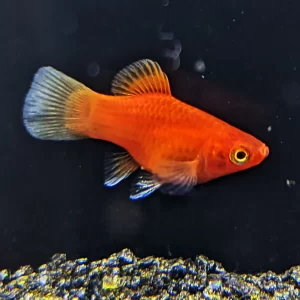 Red Coral Platy 2.5 cm