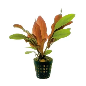Echinodorus "Fancy Twist" 5cm pot
