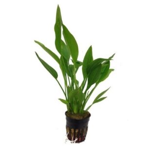 Echinodorus argentinensis 5cm pot