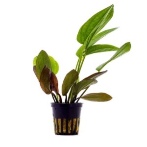 Echinodorus barthii 5cm pot