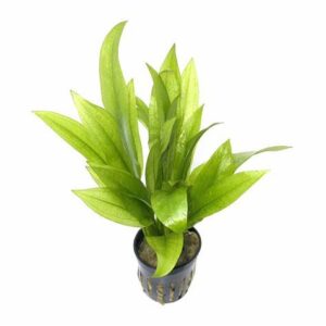 Echinodorus bleherii 5cm pot