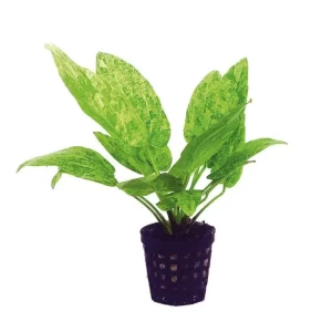 Echinodorus cordifolius “Marble queen” 5cm pot