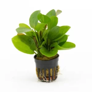 Plants