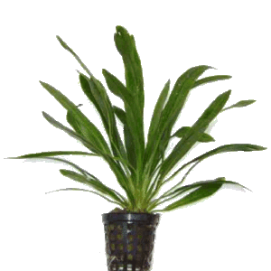 Echinodorus horemanii 5cm pot