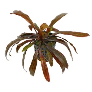 Echinodorus horemanii – Red 5cm pot