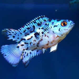 Electric Blue Jack Dempsey ( Rocio octofasciata ) 3cm