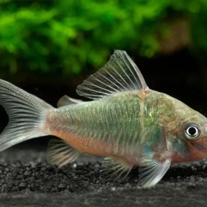 Emerald Green Corydoras 2.5cm