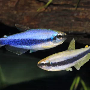 Emperor Blue Tetra ( Inpaichthys Kerri ) 2.0cm
