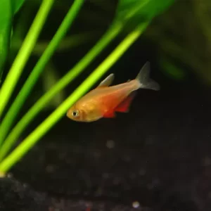 Flame Tetra ( Hyphessobrycon Flammeus )1.9cm
