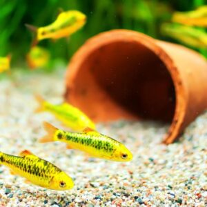 Freshwater Fish