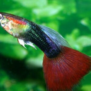 Red Neon Double Sword Guppy ( Poecilia reticulata )