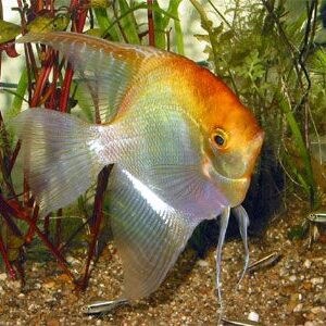 Golden Angelfish ( P. Scalare ) 3-4cm