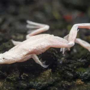 Platinum African Dwarf Frog 2cm