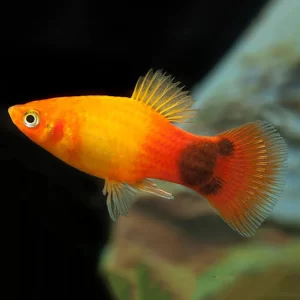 Golden Mickey Mouse Platy 2.5 cm