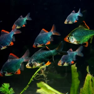 Green Barb ( Puntius semifasciolatus )