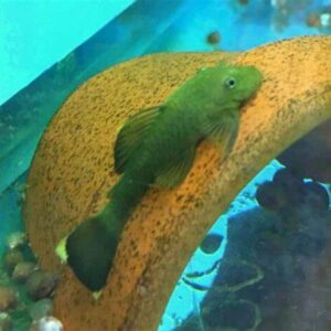 Green Dragon Bristlenose Pleco Rare ( 3cm +)