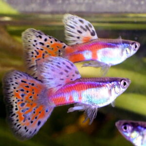 Red Grass Guppy ( Poecilia reticulata )