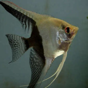 Black & White Angelfish ( P. Scalare ) 5cm +