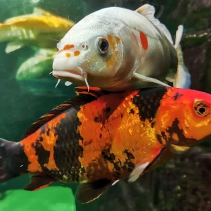 Koi