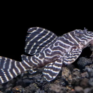 L333 King Tiger Pleco 3-6cm