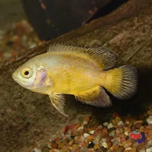 Lemon Oscar ( Astronotus ocellatus ) 8-10cm