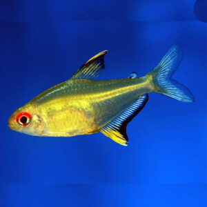 Lemon Tetra 2.1cm