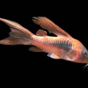 Aeneus Longfin Corydoras 3.5cm