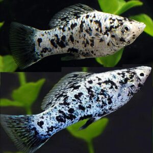 Dalmatian Molly 2.5cm