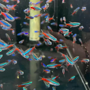 Neon Tetra ( Paracheirodon innesi )