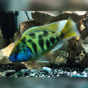 Venustus Cichlid (Nimbochromis venustus) 6cm+
