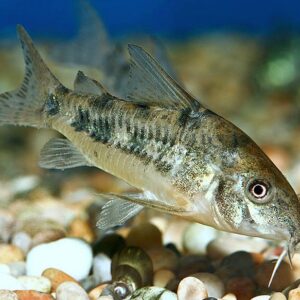 Peppered Cory 2.5cm