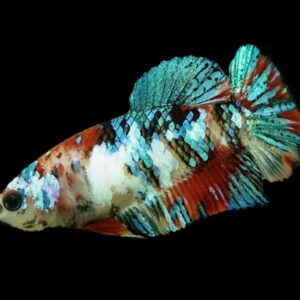 Betta