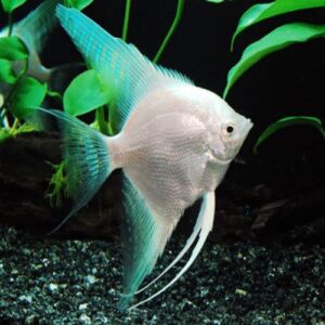 Platinum Angelfish ( P. Scalare ) 3-4cm